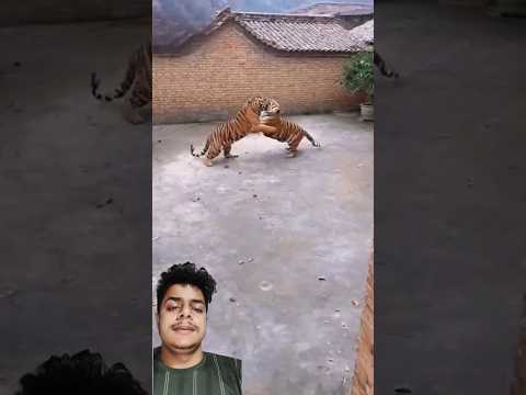 বাঘ বিড়ালকে দেখে ভয় পায়। #tiger #wildlife #animals