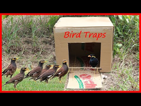 Building Using Box bird trap How to creative Bird Traps
