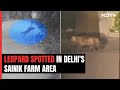 Leopard Spotted In This Delhi Locality, Traps Set Up, Locals Cautioned