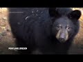Orphaned black bear cubs moved into Oregon Zoo  - 00:44 min - News - Video