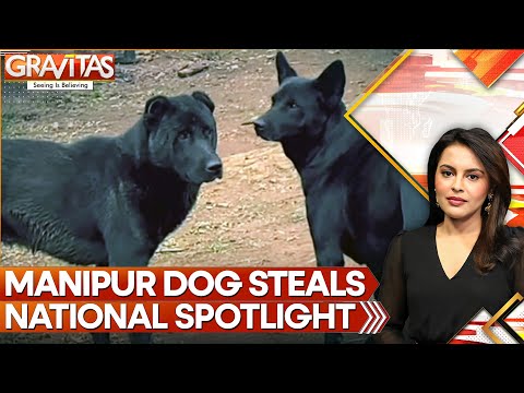 Manipur's Haofa Dog Finds A Place In Assam Rifles Unit | GRAVITAS