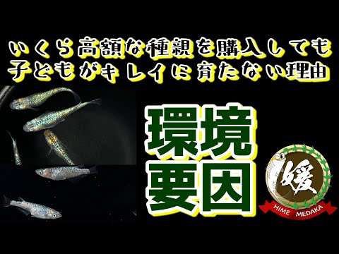 品種で変わるメダカの育て方～環境要因で変わる形質＆産卵寿命？弱い個体ほどキレイは本当？～【媛めだか】