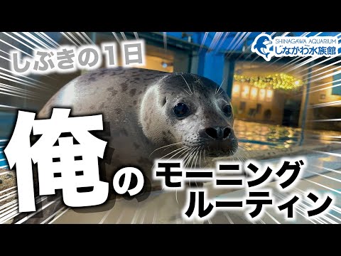 ゴマフアザラシの赤ちゃん～モーニングルーティン～＠しながわ水族館