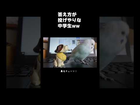 質問に答えてくれるインコのそらちゃん（再） # おしゃべりインコ