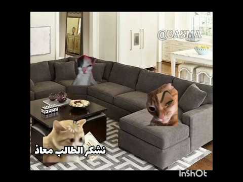 معاذ علي حسن سلوكة 😂🙈#اشتركو قربنا لي10k#لايك_اشتراك#مهتم بي هذا المحتوى فولو مي🎀#cat#غزاة تموت جوع