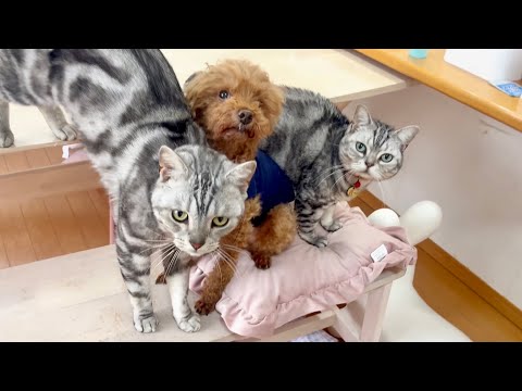 猫の動画サムネイル - 三角関係！？