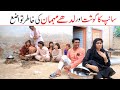 #viralvideo  Sanp   Ramzi,Noori, Bilo ,Bhootna,Shoki, Sanam, Falak Sher,Funny Video  Rachnavi Tv