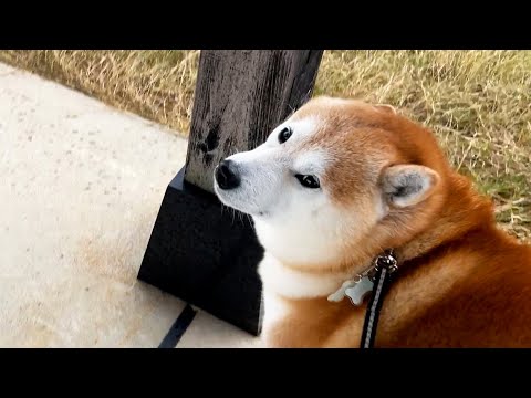 突然の雨で近くの屋根に避難してしょんぼりするも、ぬくい部屋に帰るため勇気を振り絞る柴犬