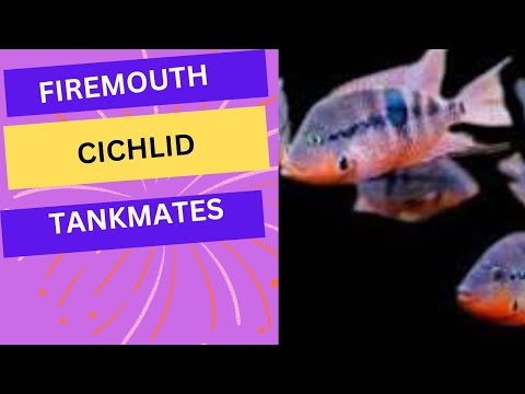 firemouth cichlid tankmates 