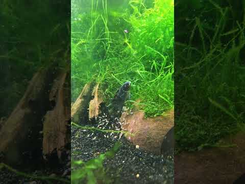 NANOCHROMIS TRANSVENSTITUS FRY!!! 