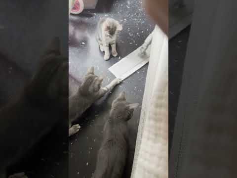 Mopping with Kittens 00:00 Mopping with Kittens
Blog_ https_//rndmbits.blogspot.com/2025/06/mopping-with-kittens.html
All