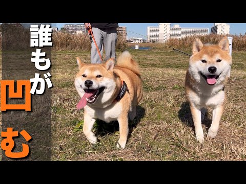 １年半ぶりに「絶望」を 思い出させてくれた柴犬、何も知らぬ１歳児