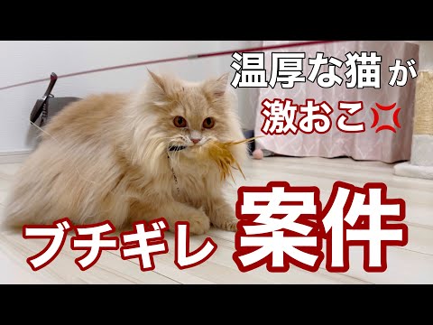 猫の動画サムネイル - いつも穏やかな猫が…ブチギレ！？怒ってしまった理由が...