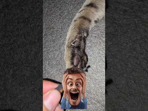 5 Secrets of Wild Cats 😱🐾 #shorts #5secrets #wildcats