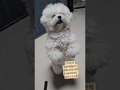 #강아지 #솜뭉치 #반려견 #강아지브이로그 #애견영상 #cute #cutedog  #cute  #비숑 #미니비숑 오늘도 두발 공손히 모으고 간식 찾아 헤메는 왕만두씨!