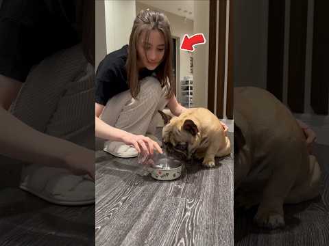 The dog was not loyal to its owner. #shorts