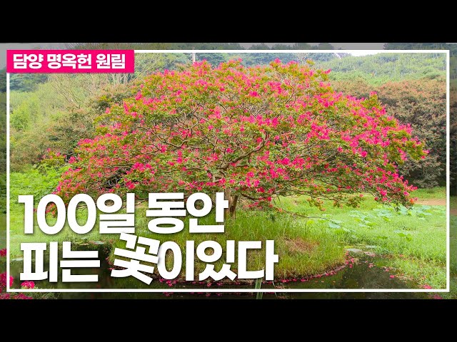 100일 동안 피우는 꽃이 있다 🌺 담양 명옥헌 원림