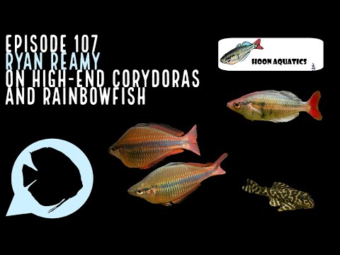 Ep. 107 - Ryan Reamy on High-End Corydoras and Rai Hurry and get your Easy Plant LED, they are selling quick!

https_//www.aquariumcoop.com/products/aq