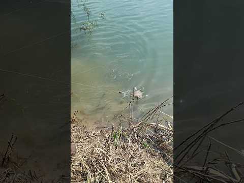 #fishing #fish #shorts #short #uk #river