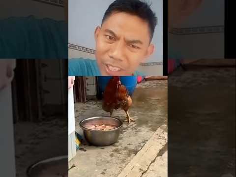 gak cuman ayam yang gematar #reactionvideo #fkbudy #funny