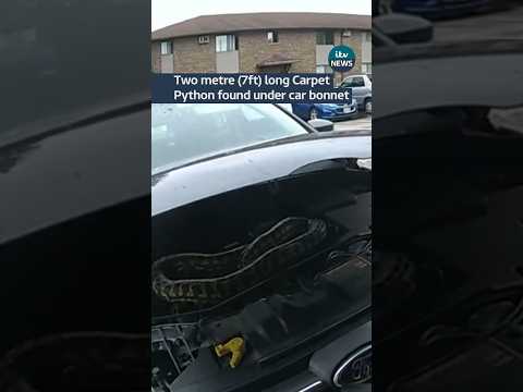 Carpet python found under car bonnet #itvnews #news #usa #snakes