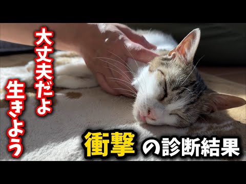 猫の動画サムネイル - 急に巨大化した首の痼（しこり）…緊急で病院に連れて行きました