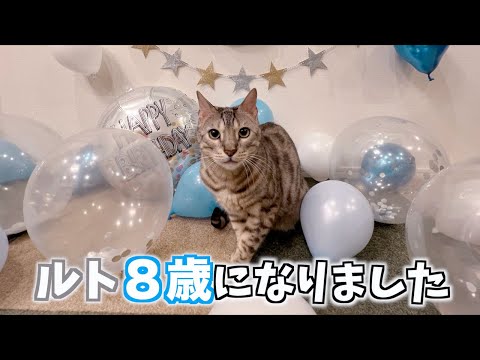 ルトのめでたい８歳のお誕生日会