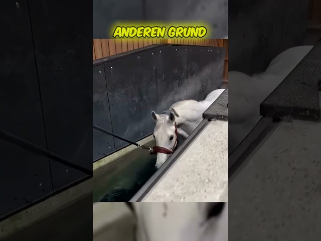 Warum dieses Pferd ins Wasser muss – kaum jemand kennt den wahren Grund