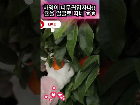 귤을 얼굴로 따네 ㅎㅎ #장윤정#<strong>도경완</strong>#도연우 #도하영#내아이의사생활#하영이 #연우 #슈돌
