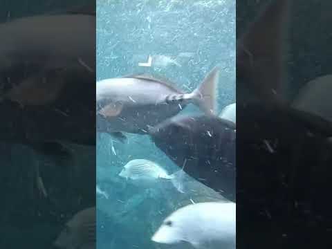 【Shorts】水の中で暮らす癒しの生き物たち|須磨シーワールド