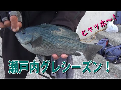 瀬戸内グレシーズン！もっと浮いてこ～い！　七転八釣