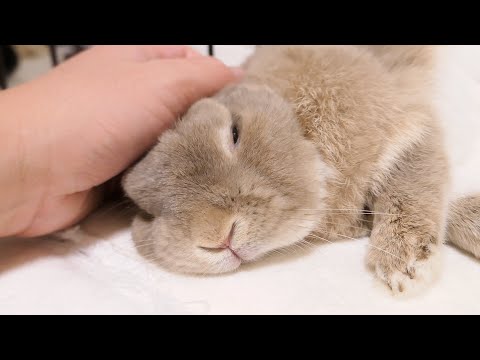 うさぎの体にある物が刺さっていました‥