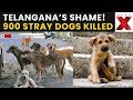 Telangana Mass Dog Killing LIVE: Telangana In Outrage After 900 Stray Dogs Found Dead in a Month