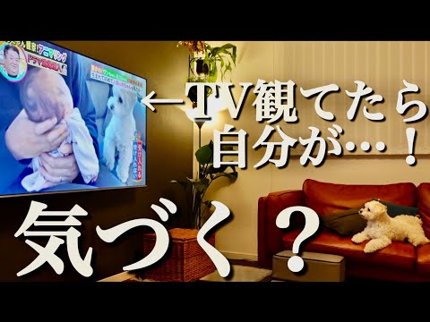 【検証】TV番組に出てくる犬が自分だったら愛犬は気づくのか…！？【アニマリング】