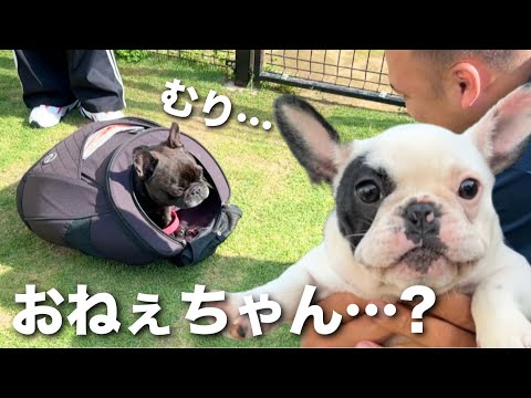子犬がランデビュー！付き添いのお姉ちゃん、まさかの戦力外www