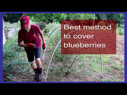 Covering Blueberries (to protect from birds!) #tips
