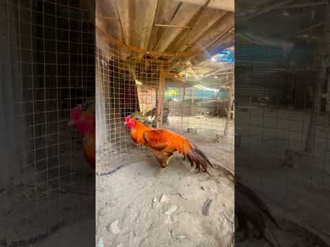 #shorts#aseellovers #aseel #birds#shiva  #seval#shorts#pollachi#yt#travel#viral#