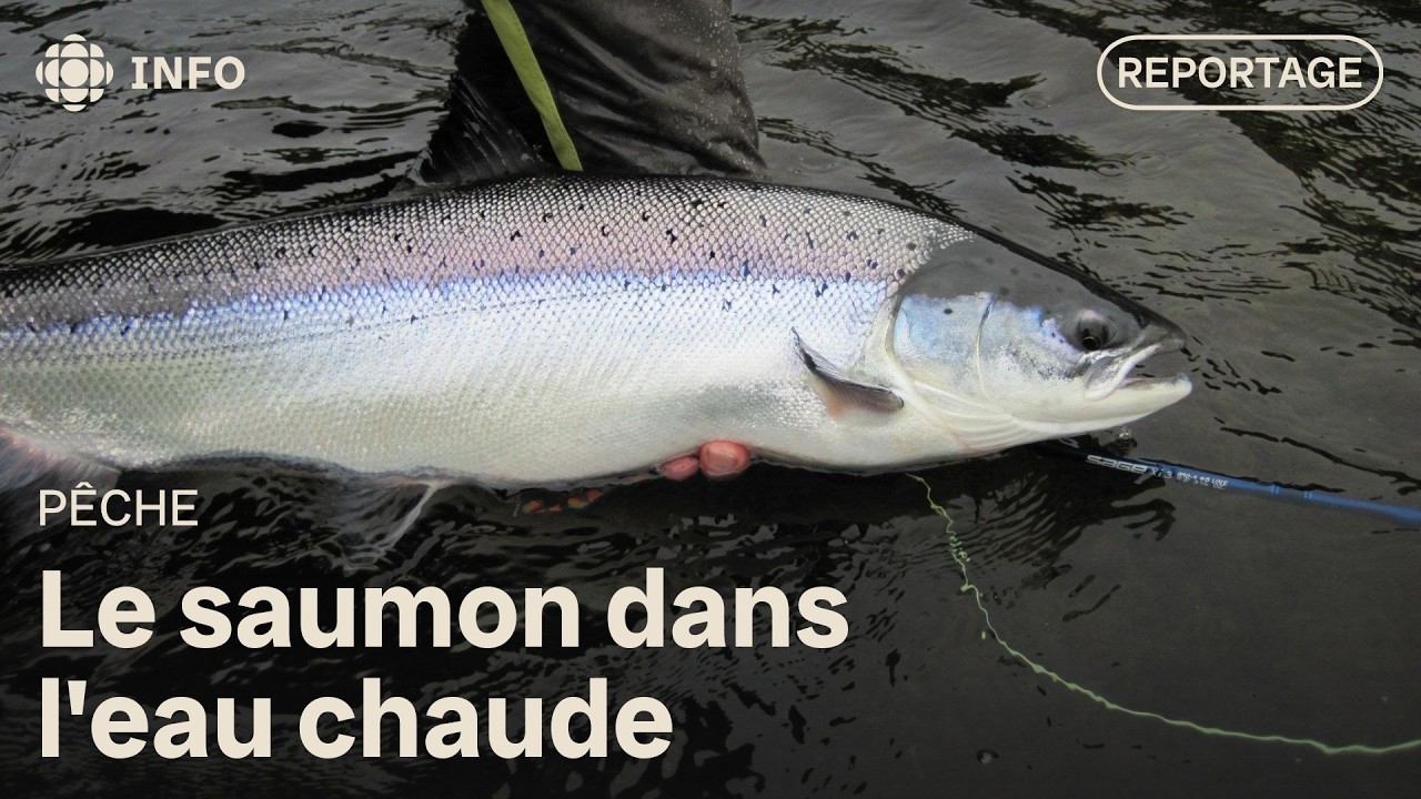 Doit-on interdire la pêche au saumon lorsque l'eau est chaude?