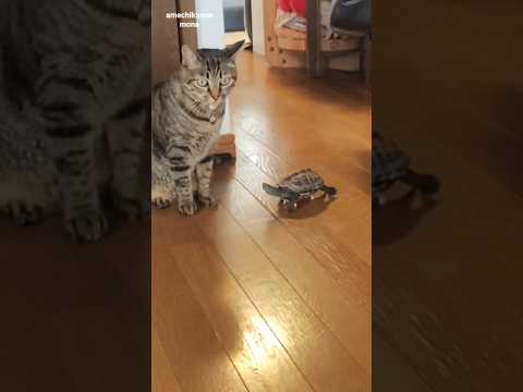 猫発見機【cat finder skateboard turtle】