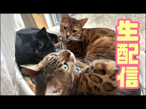 【生配信10/11】お久しぶりです!