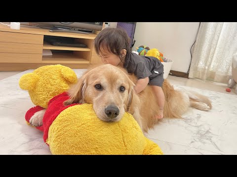 新しい愛情表現を覚えた1歳児とどんな行動も受け入れてしまうゴールデンレトリバー