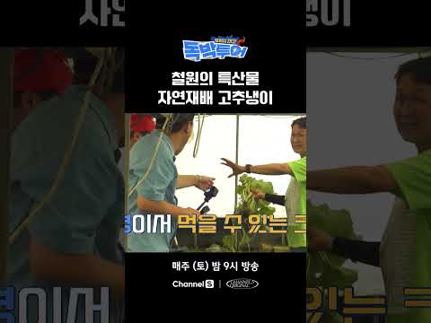 철원 가면 고추냉이를 먹으라고? #끝까지간다독박투어 #채널S