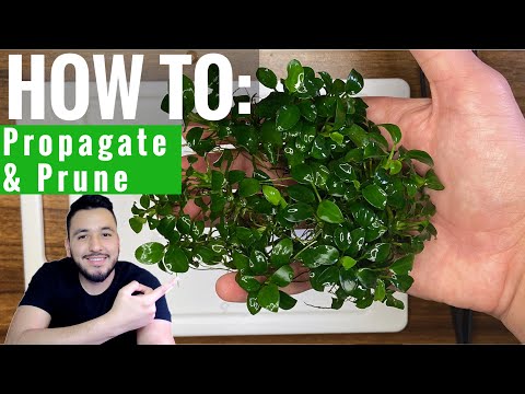 Anubias Nana Petite (HOW TO_ propogate and prune) Welcome back fam and hello new folks!

Today I provide a visual demonstration of how to Propogate An
