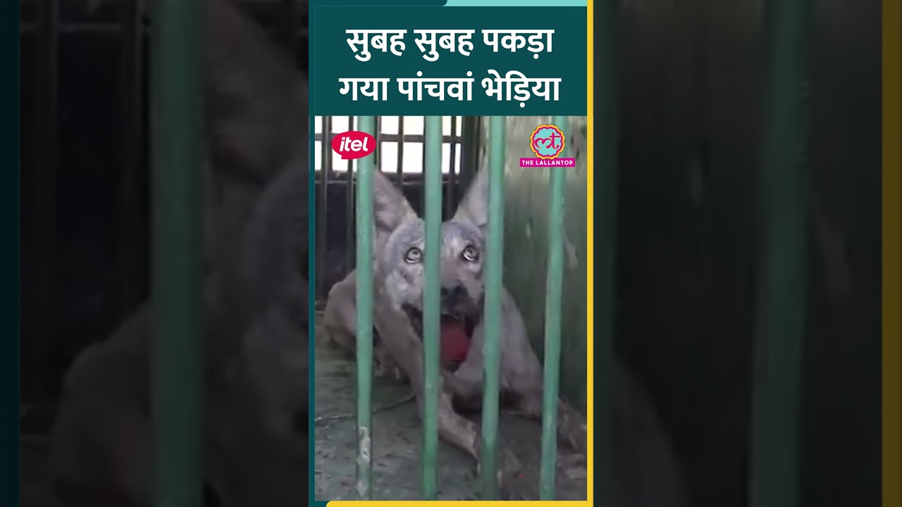 इस तरह किया गया Bahraich Wolf का रेस्क्यू, अब जंगलों में छोड़ा जाएगा #shorts