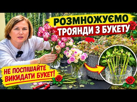 РОЗМНОЖУЮ ТРОЯНДИ З БУКЕТУ Перевіреним Методом🌹#розмноженнятроянд#живцюваннятроянд#черенкованиероз