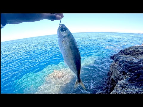 魚1匹餌にして釣りしたらとんでもない巨大魚釣れたんだけどw w w