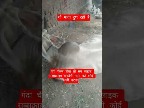 गौ माता ट्रुथ रही है #13million #cow #farming #100millon #gaumata #bull #indiancow #dairyfarm
