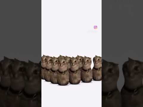 Cat bowling #meme #memes #cats