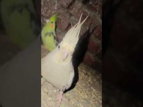 #parrot #hijabi #love #live #australia #birds #lifeisbutadream