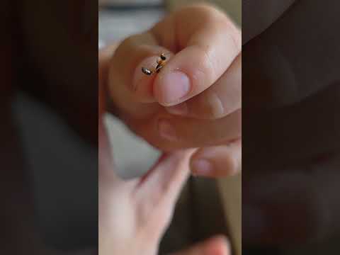 That's a beautiful twig ant!!! #TwigAnt #Ants #GracefulTwigAnt